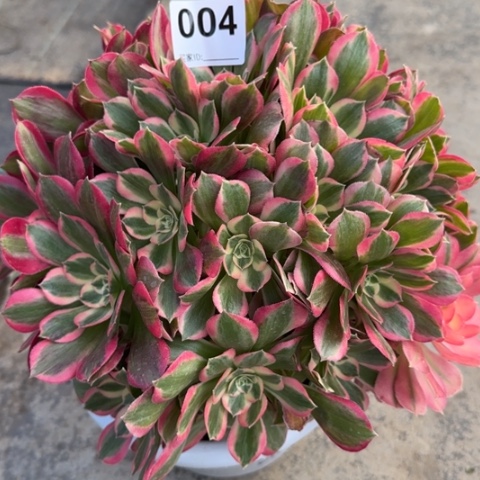 004女郎25厘米左右