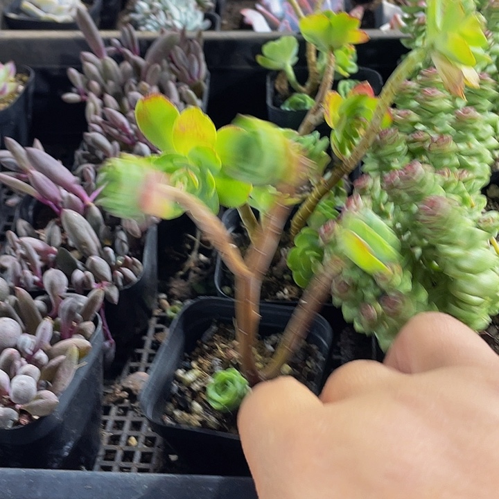 薄化妆带盆土发货