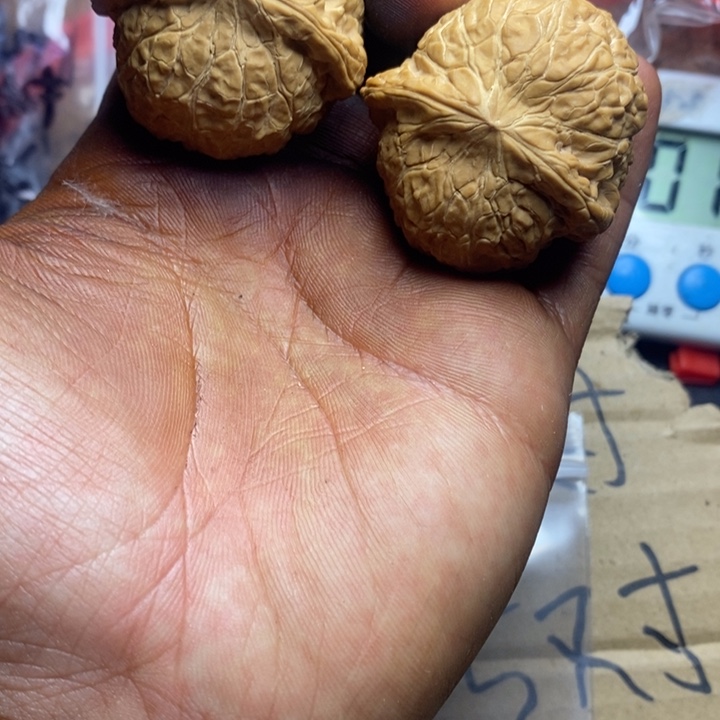 大***熊骨质密度绝对没问题