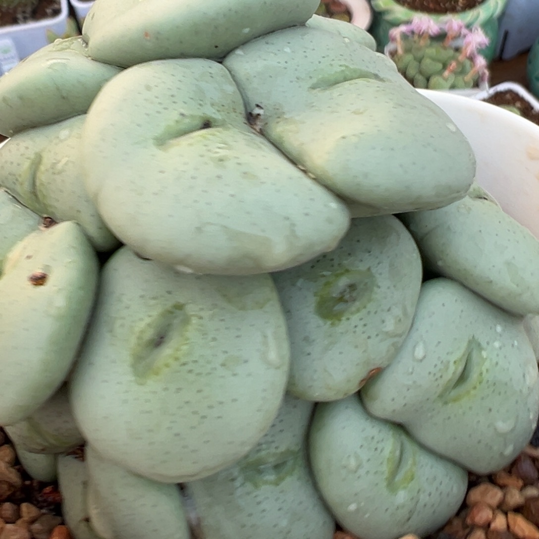 ****岚23多肉植物百科植物