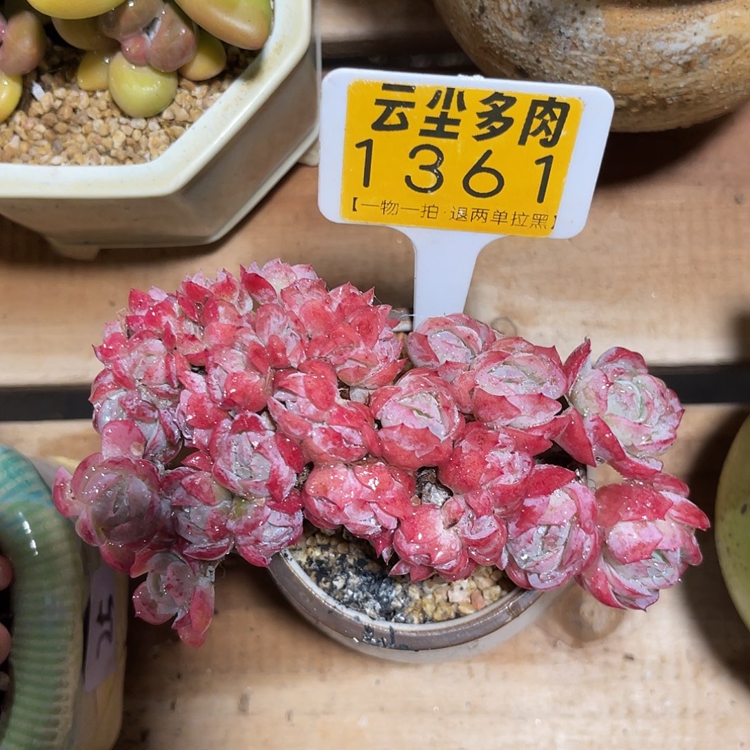 云尘多肉一物一拍 不含盆 1361,