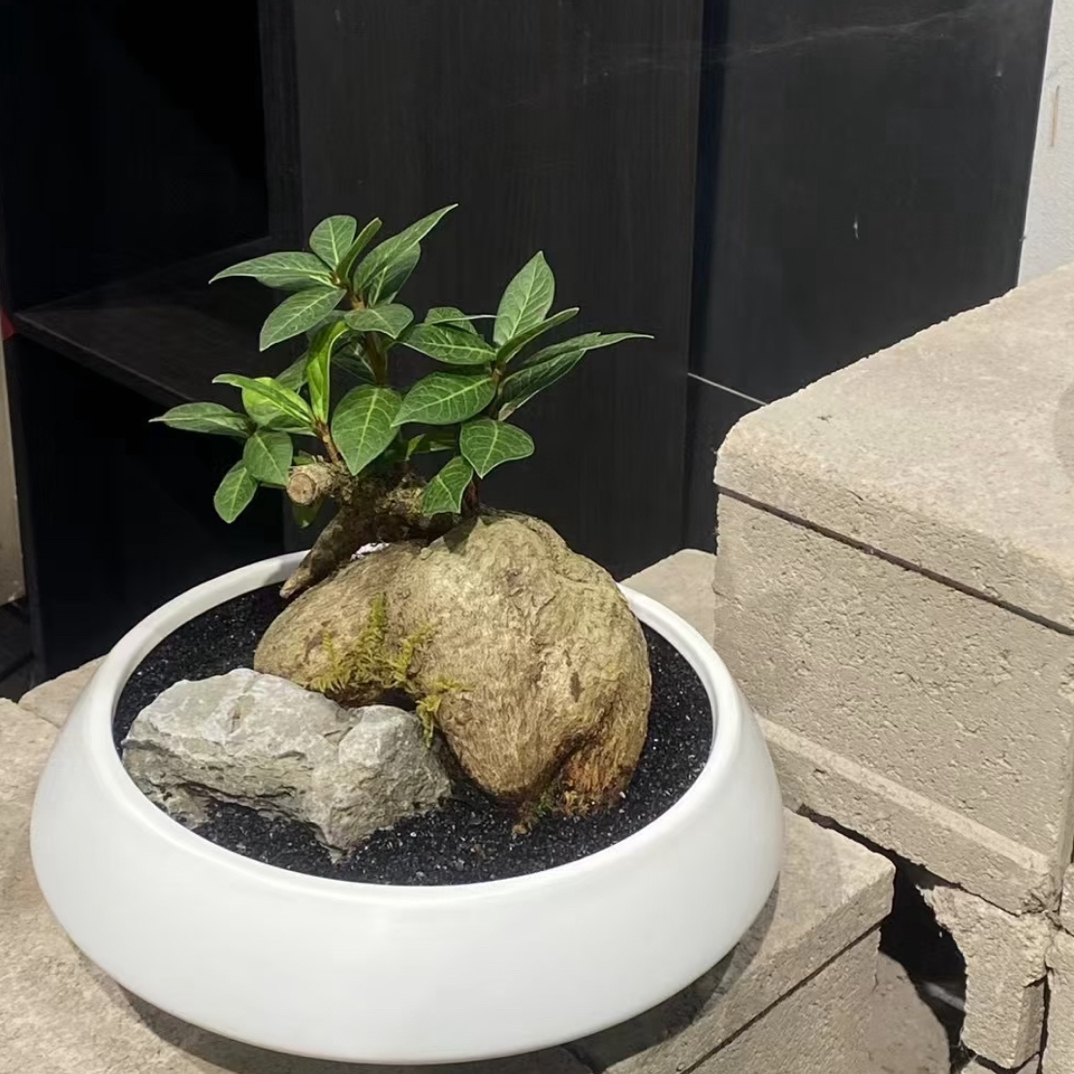 山乌龟金不换植物盆栽红藤圆叶爬藤观叶室内水培绿植