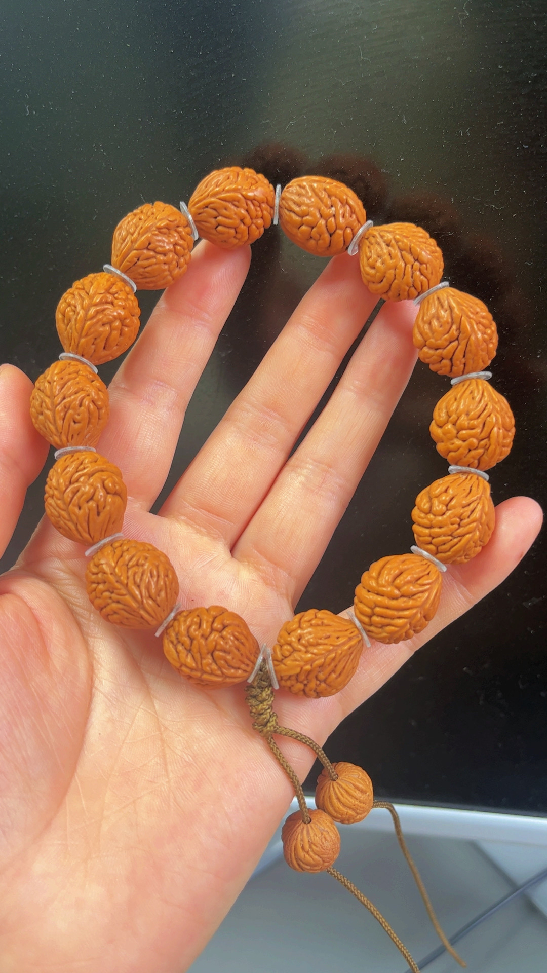 秦岭龙纹桃核三叶虫