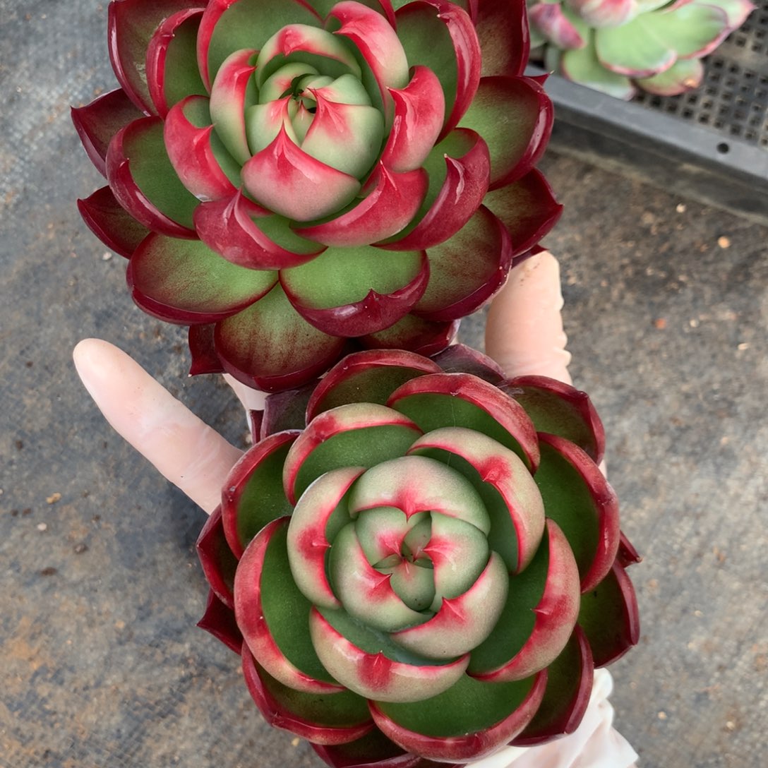 2465一物一拍2颗9厘米