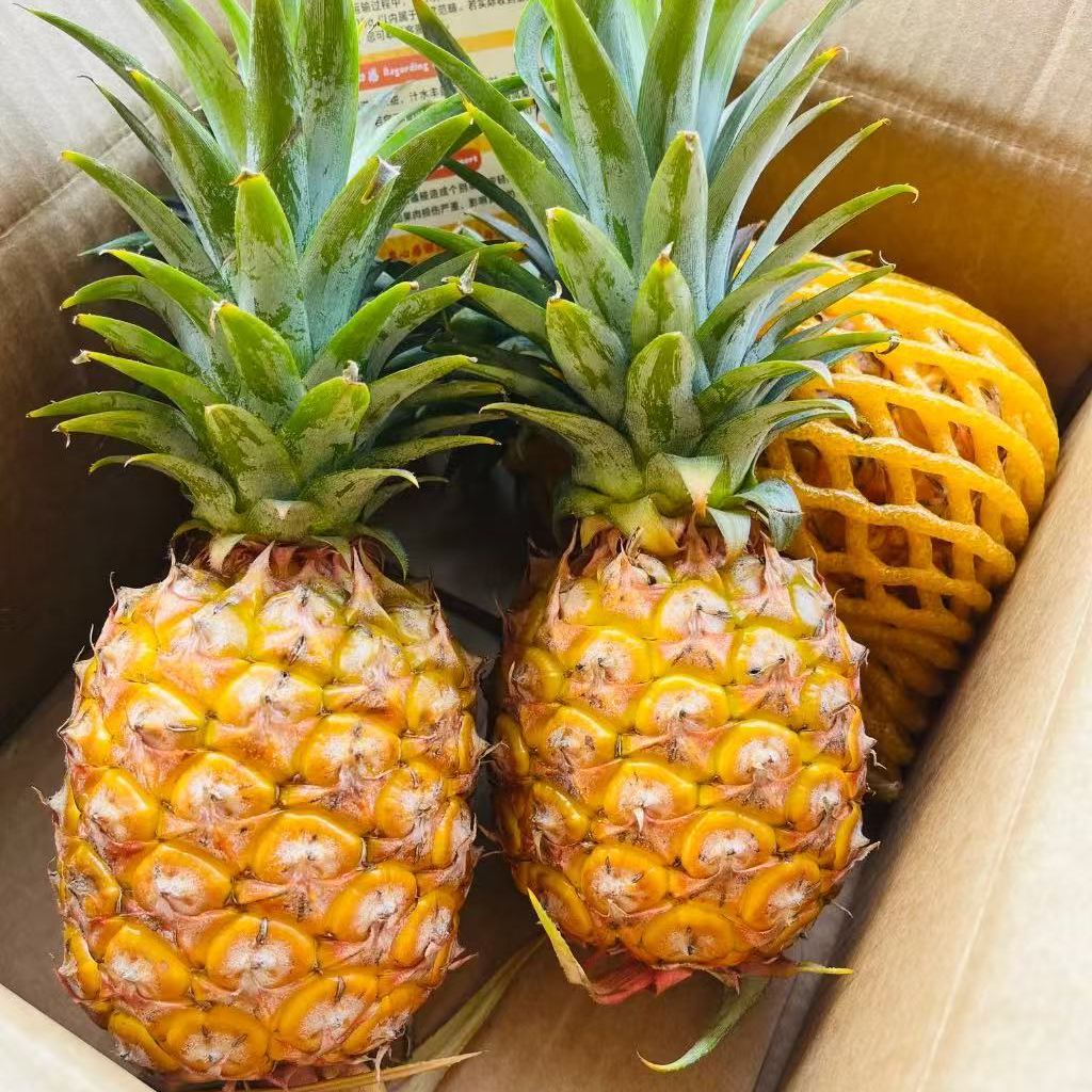 海南胖姐金钻凤梨三枚5.5斤毛重新鲜金钻凤梨海南省