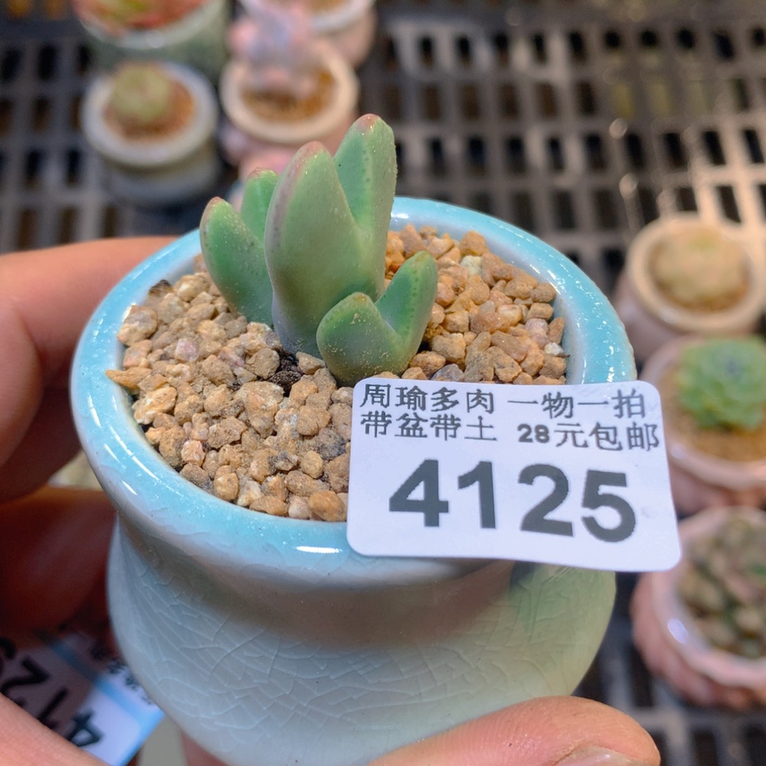 精控多肉植物4125