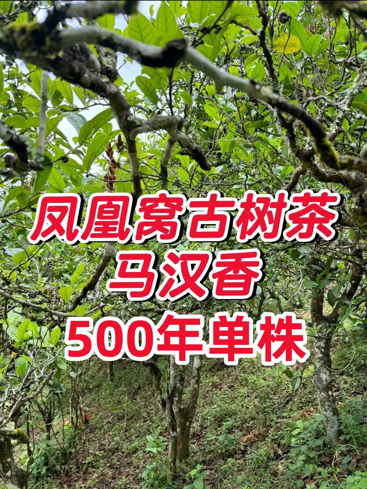 2025年 头春 墨江凤凰窝【森林高杆地块】单株纯料 散茶