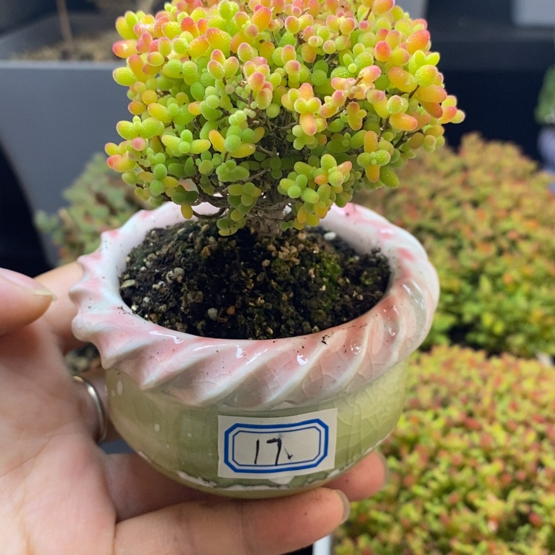 完全开放17号蜜橘（6.5cm）