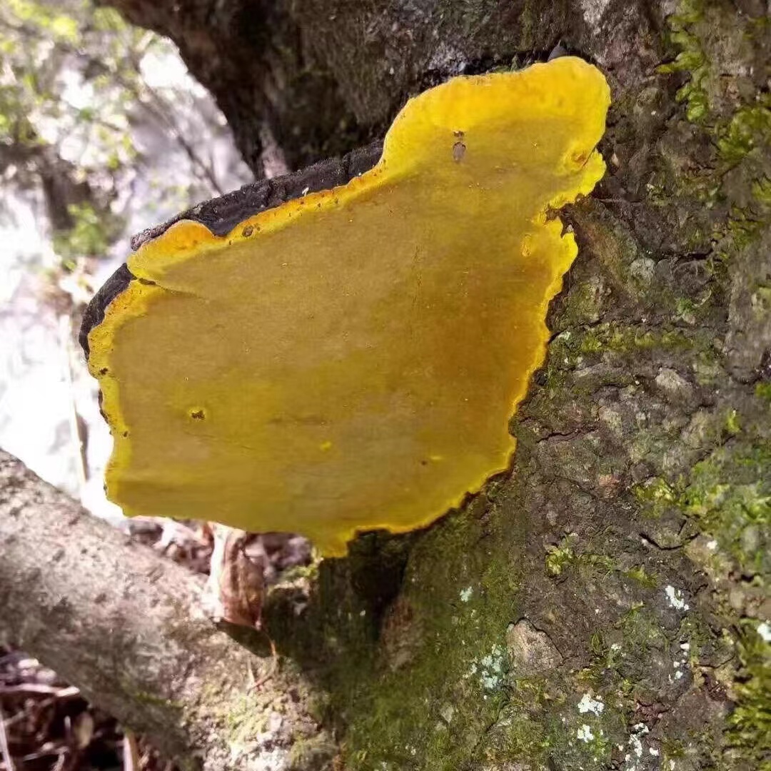 【袁大娃推荐】桑黄山货               