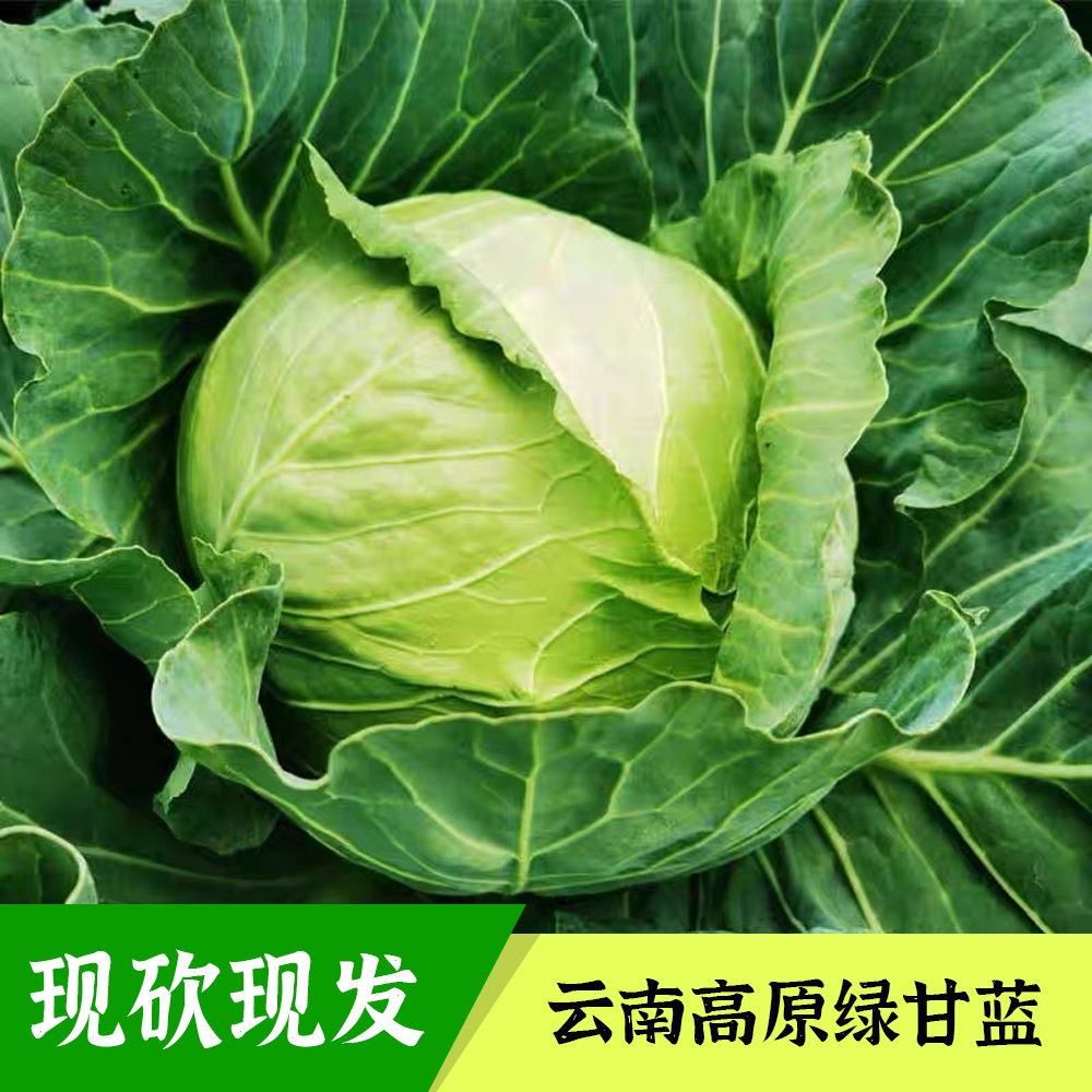 云南高山绿甘蓝脆嫩包菜露天种植现砍现发