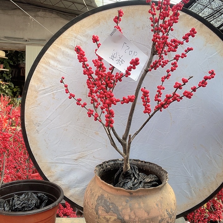 无花朵土球发货 东红福利