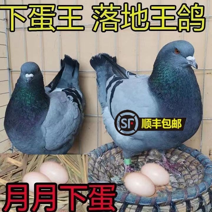 纯种落地王鸽子活一对种鸽正宗元宝鸽下蛋繁殖观赏鸽信鸽肉鸽子