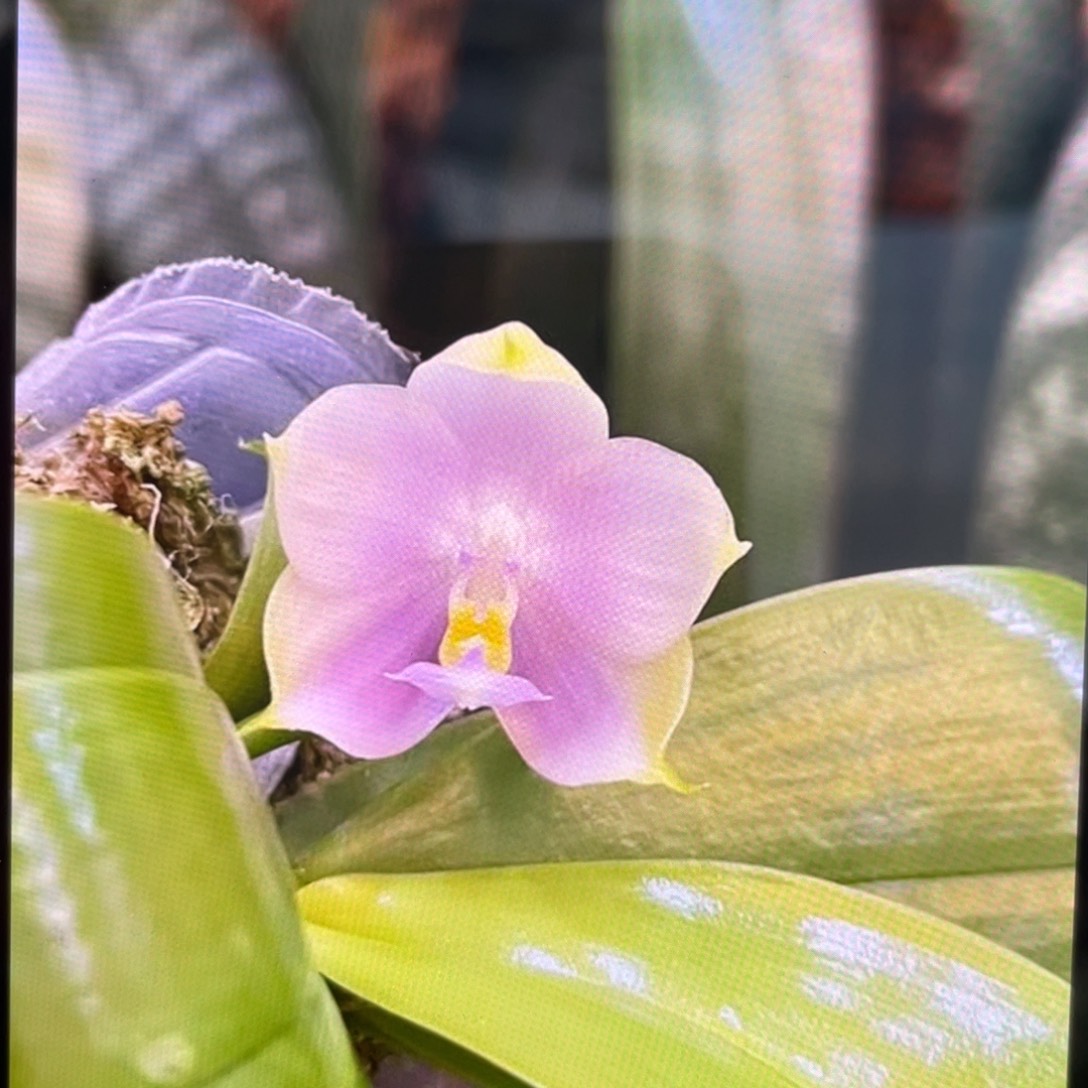 完全开放紫珍珠，分生，2.5杯苗1棵，根不多