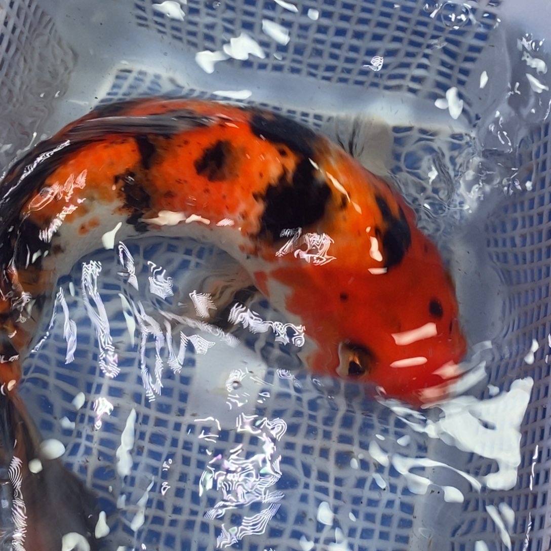 海水鱼冷水锦鲤包邮