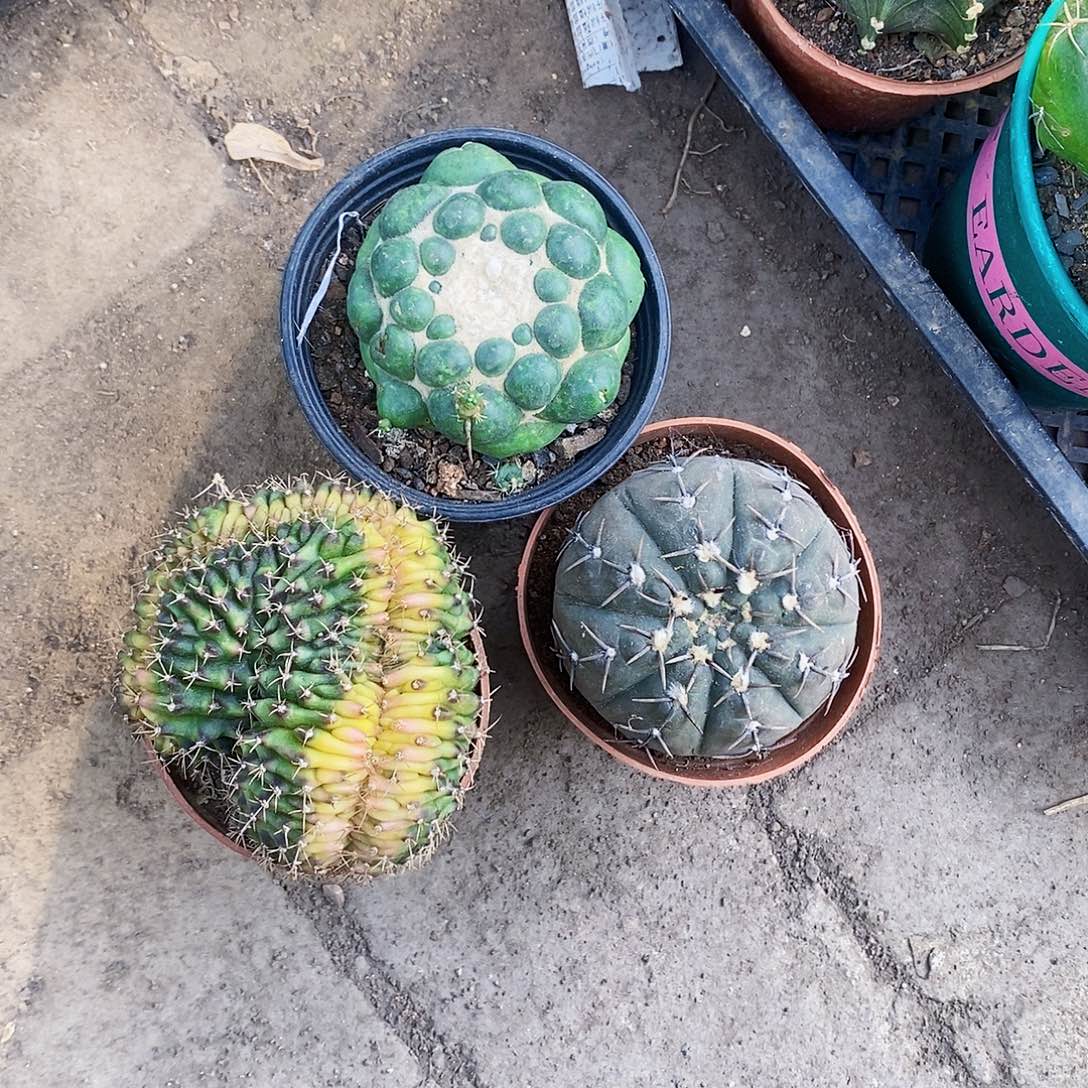 完全开放3个11111111111111个