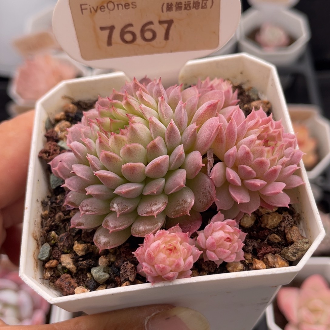 夕云7667-6.0厘米