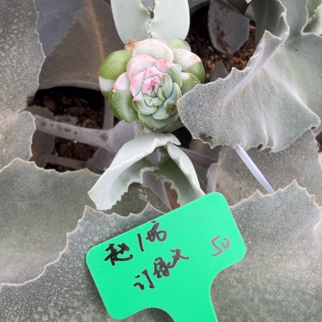 赵***)订绿头，遥遥领先绿头