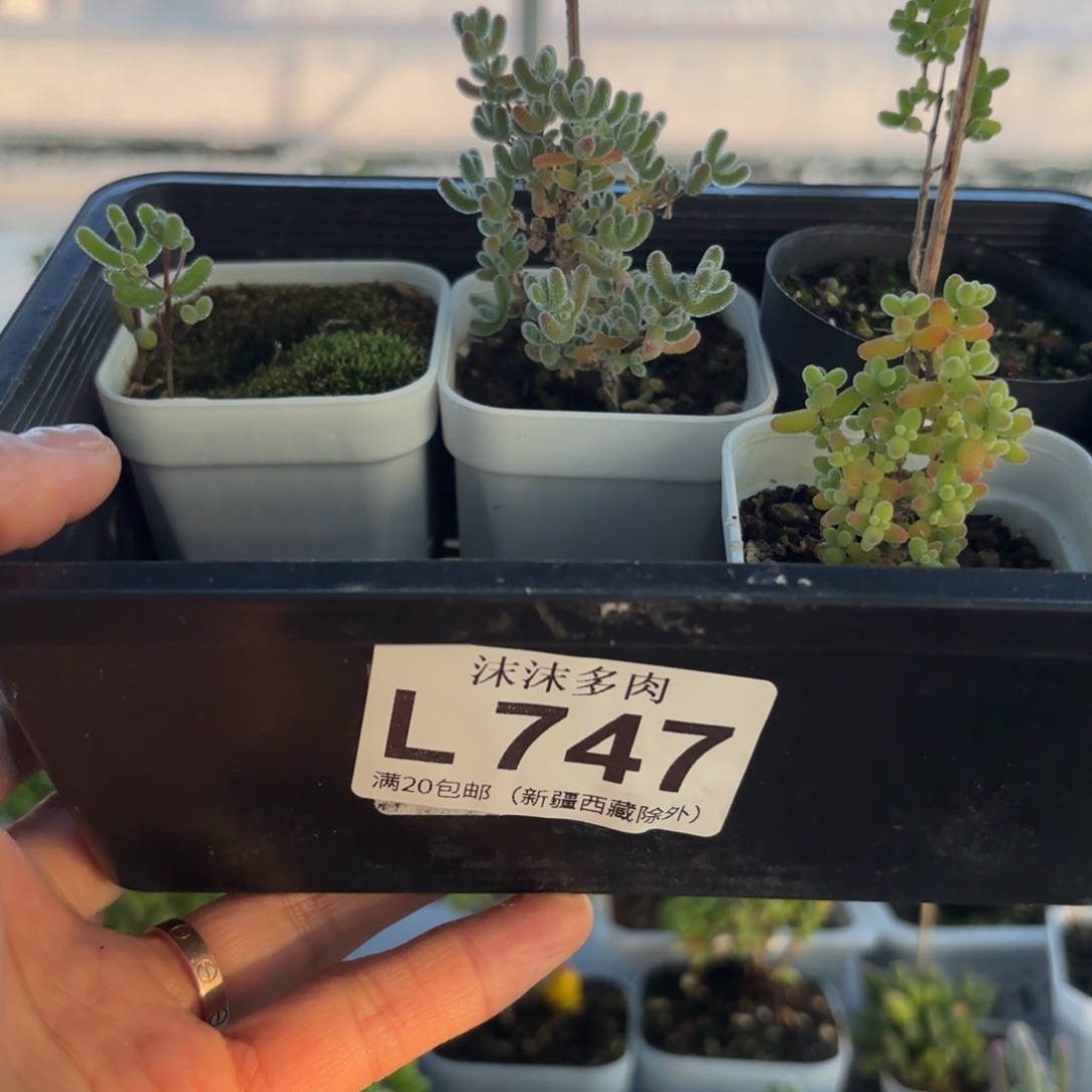 想****747组合福利下播福利