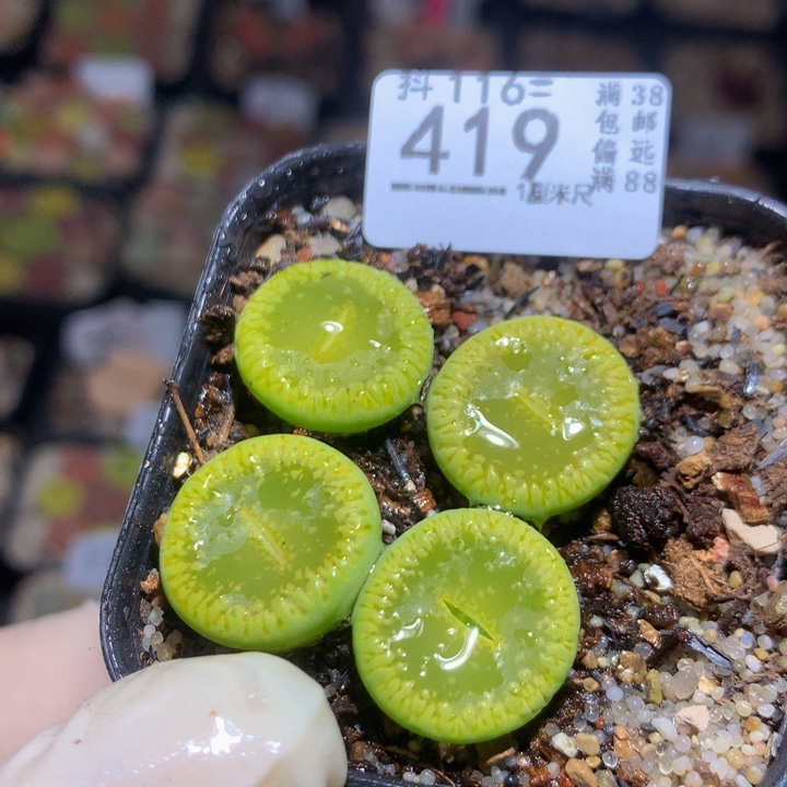 精品生石花116.419