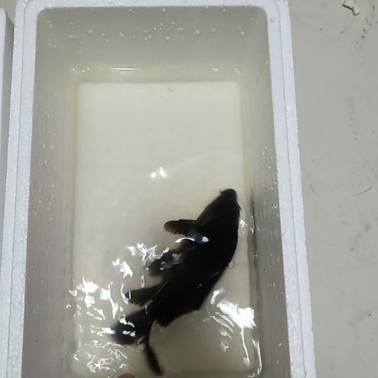 蝴蝶鲤鱼墨蝶大鳍大尾