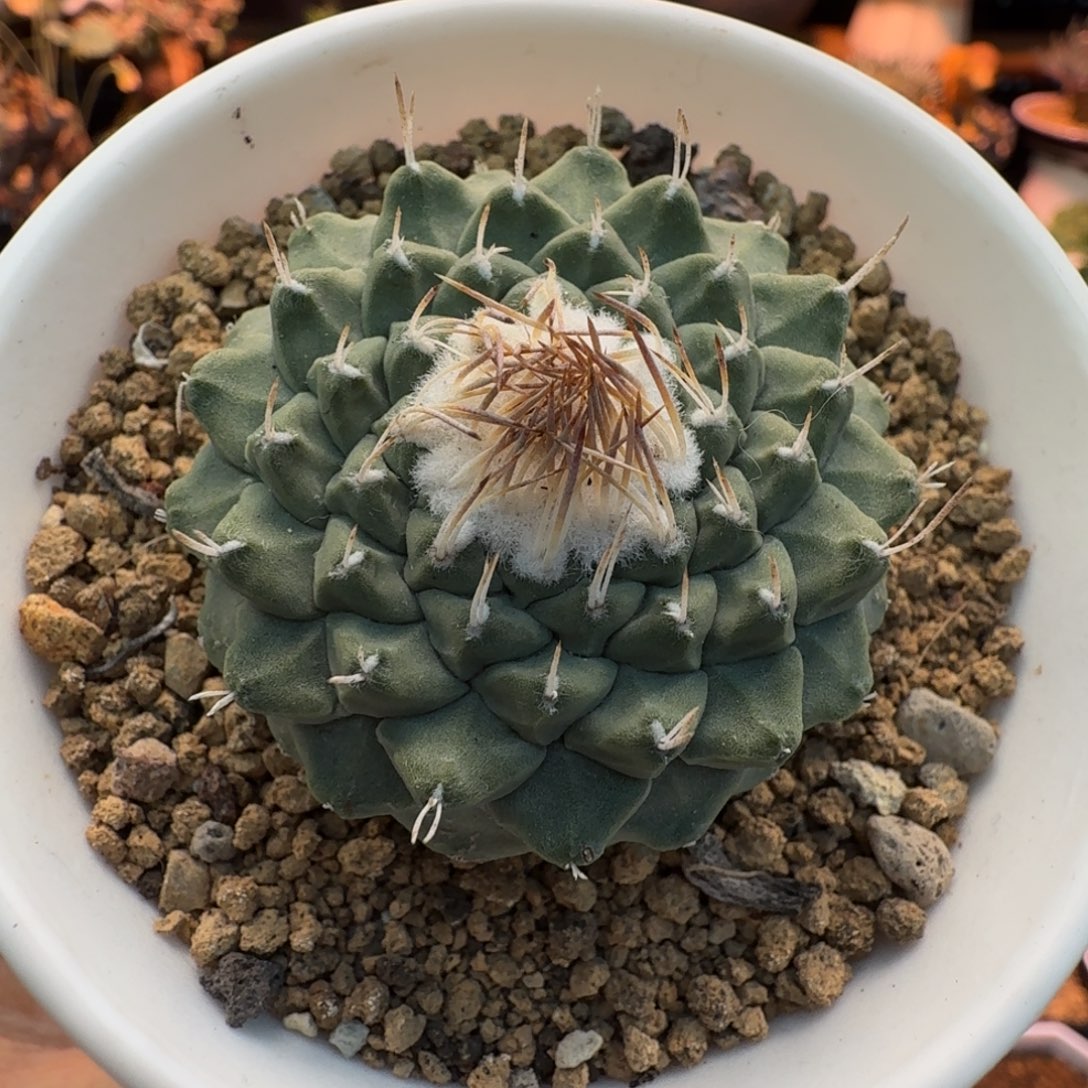 实生菊水587 仙人掌