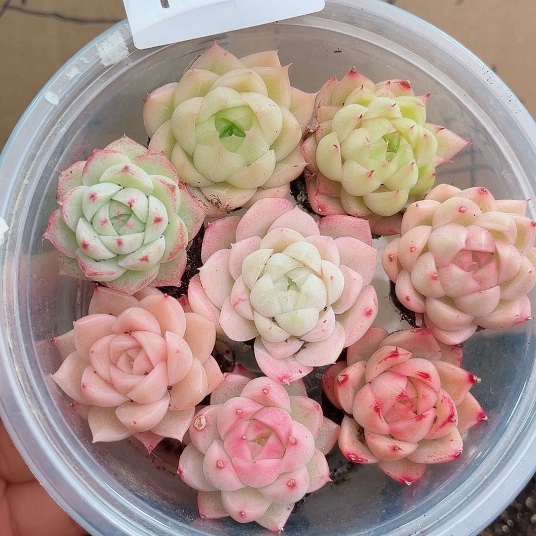 1-828 新疆西藏内蒙不发12.8包邮