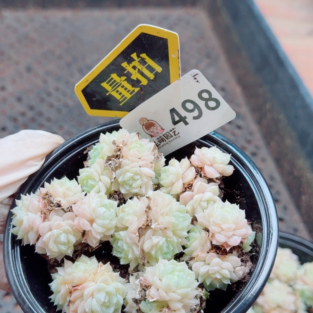 多肉植物多肉植物