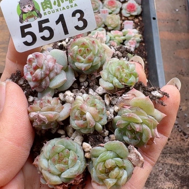 多肉植物多肉植物