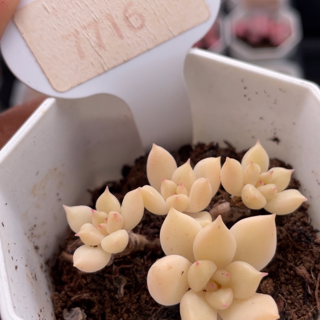 璀璨7716-4.5厘米