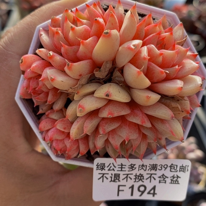 笨吧7cm194多肉植物