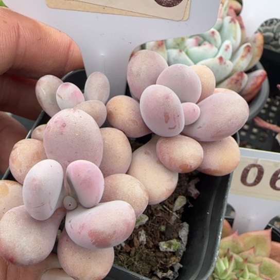 66桃蛋一物一拍多肉