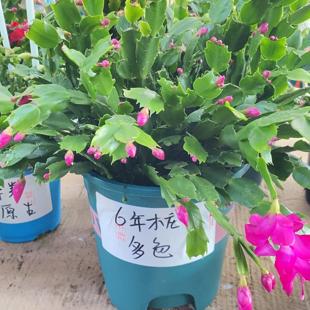 无花朵6年老桩多色福利