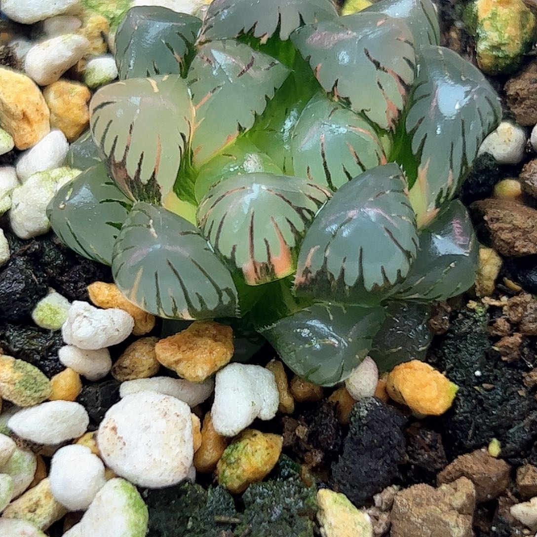冰灯锦十二卷多肉植物满