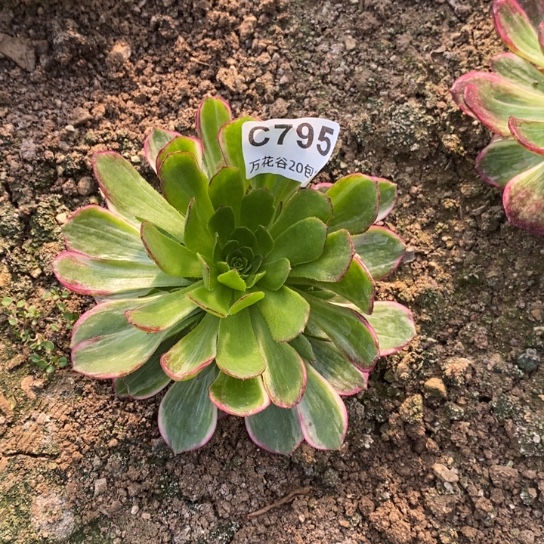 795万花筒多肉植物