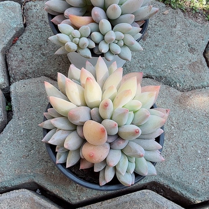 所罗门多肉植物精品