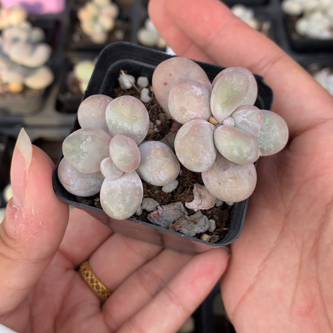 水光针 不凑满28发一片叶片到付