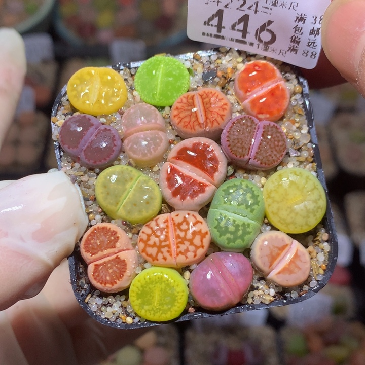 精品生石花224.446