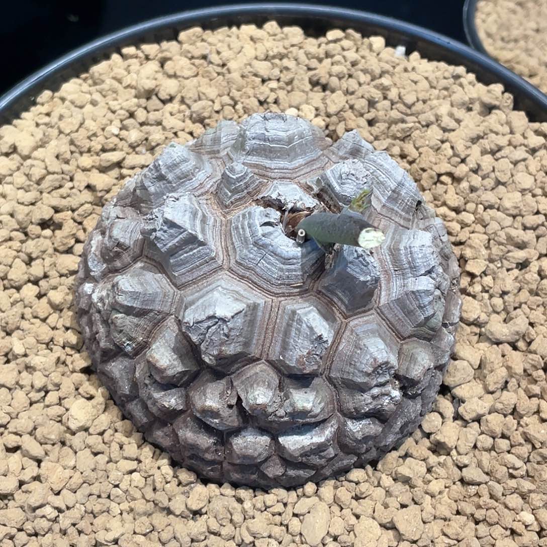 长剑甲龟甲龙10.1公分