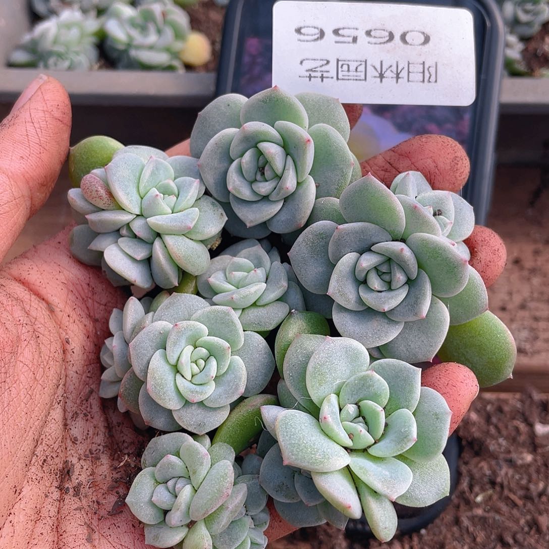 多肉植物多肉植物656