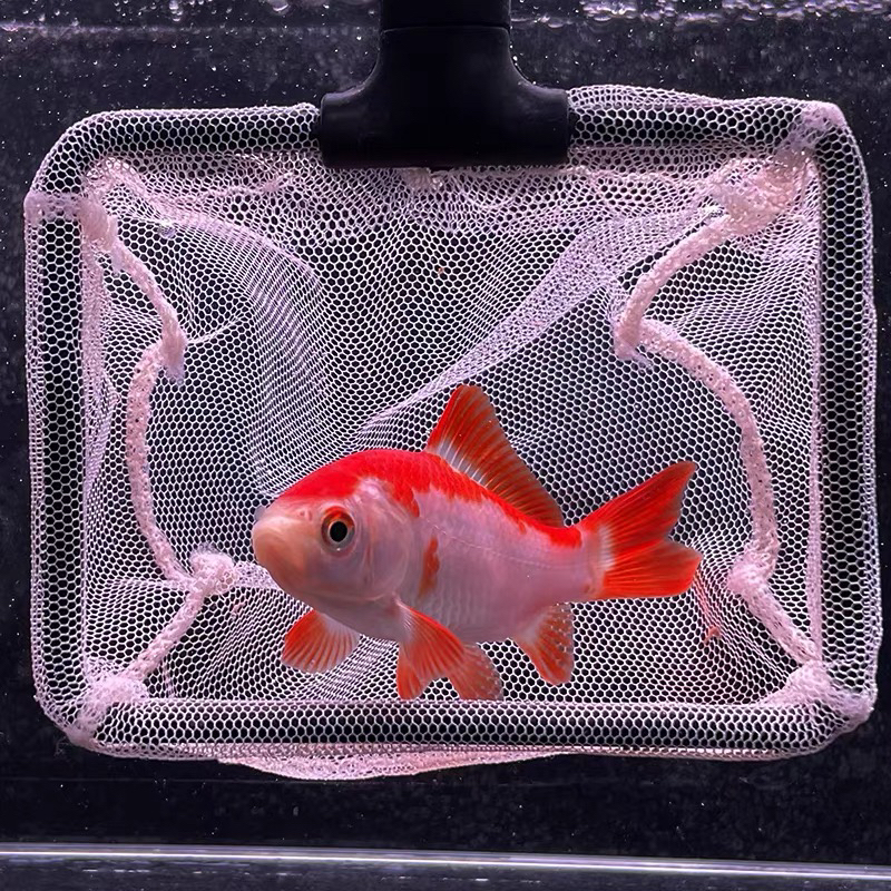 【大】红白金鱼 长尾樱花红白草金 好养活冷水观赏鱼