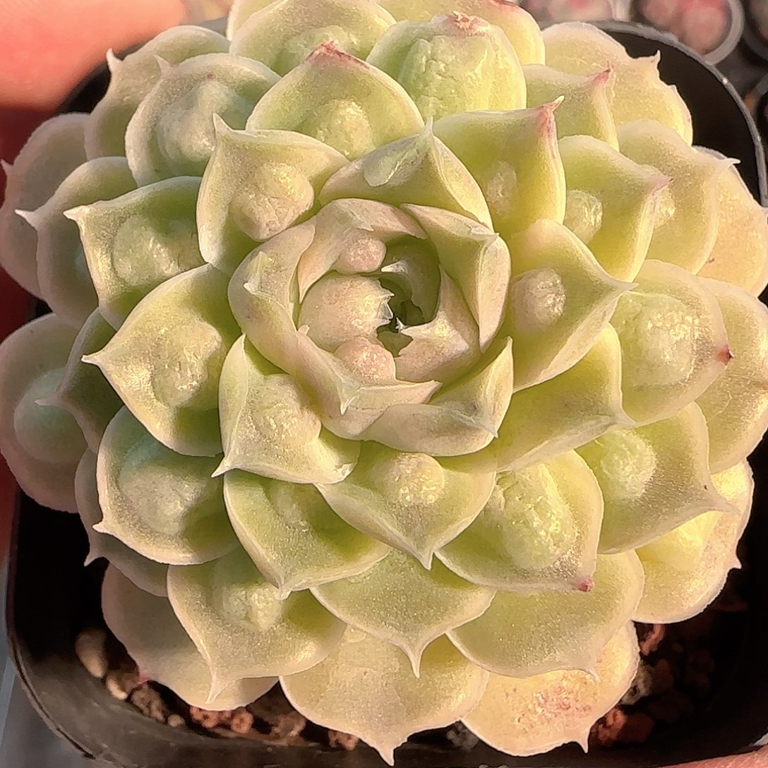 是***呀多肉1130-221福利有点湿延迟发货