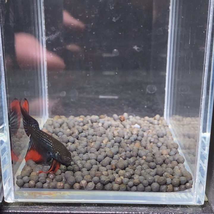 斗鱼泰国斗鱼260号