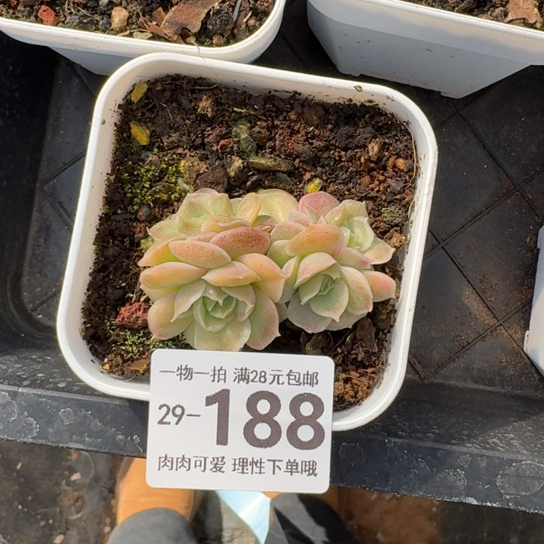 水晶虾饺无盆土发货