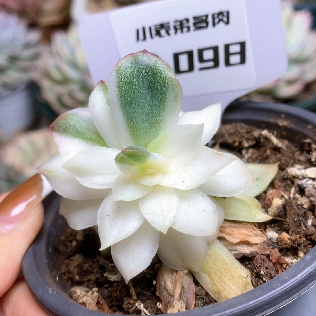 098蝴蝶仙子锦锦锦锦锦锦锦