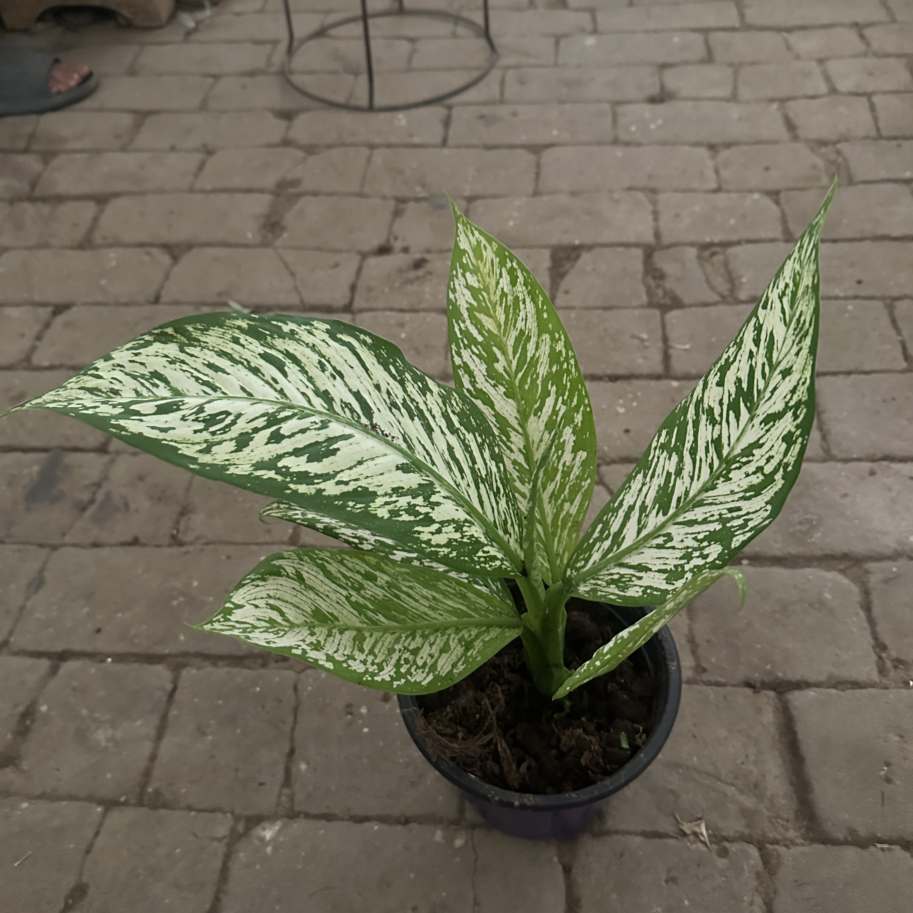 暴风雪四季常青净化空气好养活