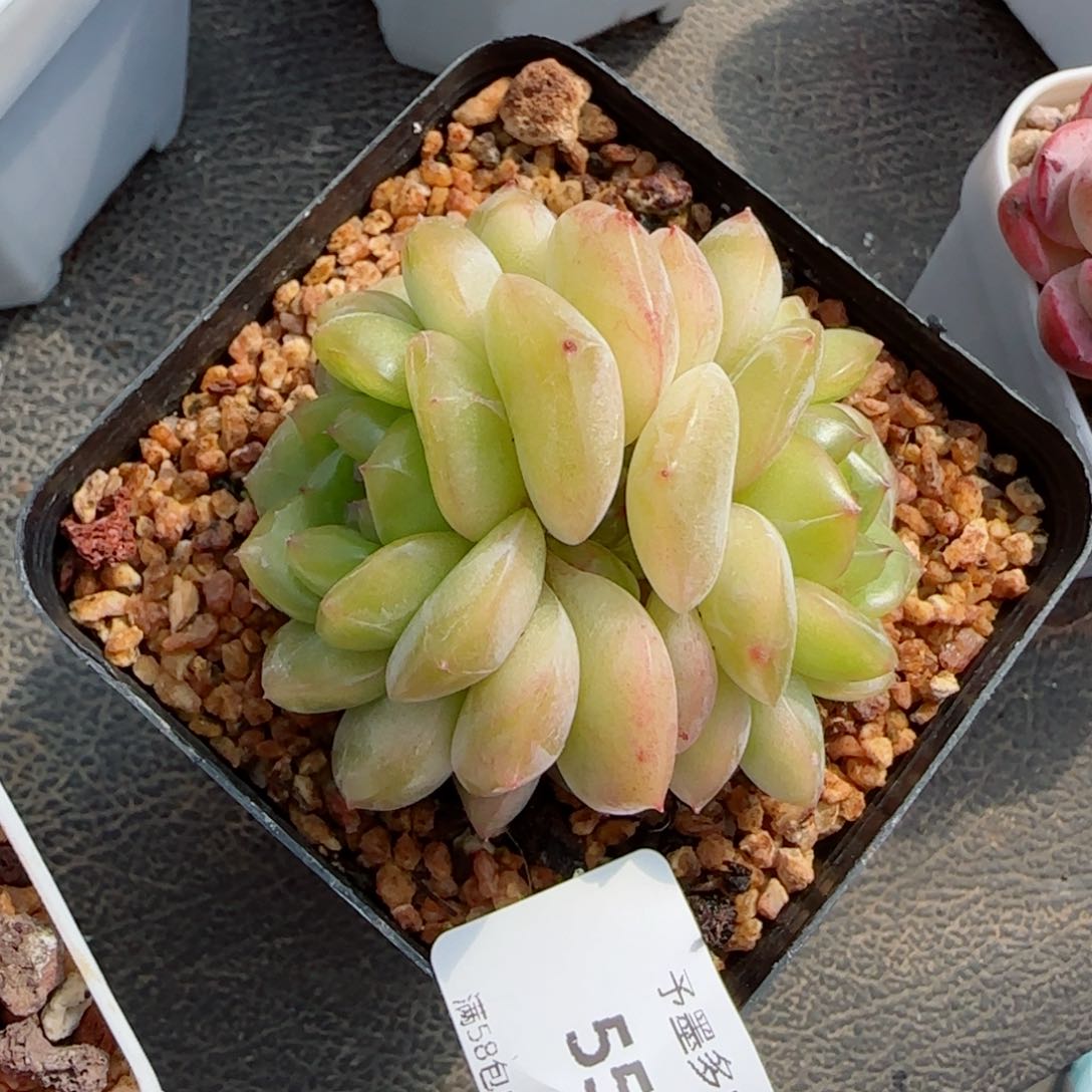 枫吟，5583多肉植物