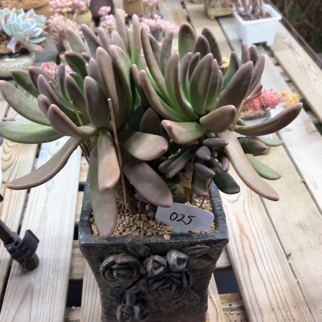 哈*025芒果奶68 零零多肉植物