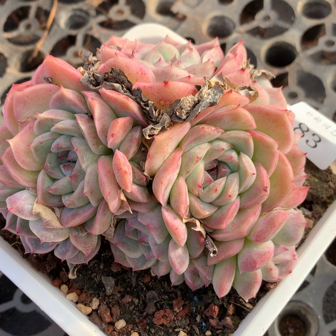 83新年快乐发发发