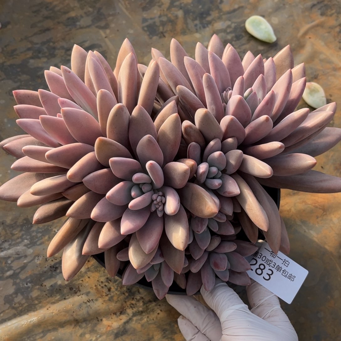 283芭比粉多肉植物……