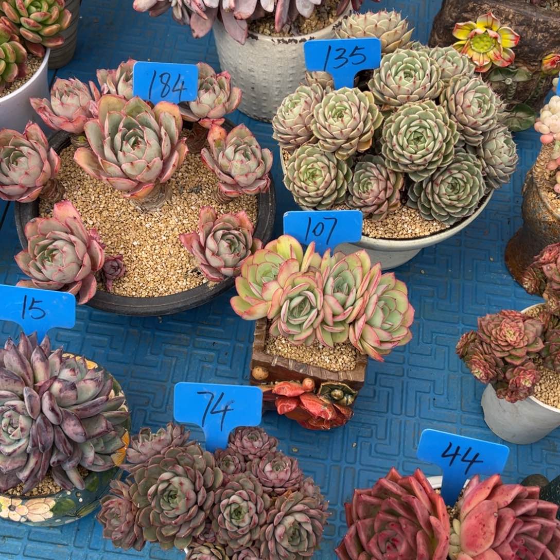 小*字107牡丹亭多肉